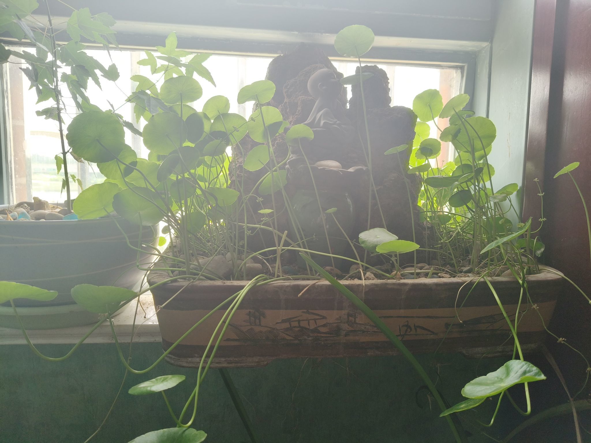 牡丹6万🌹金牌代理的主播照片