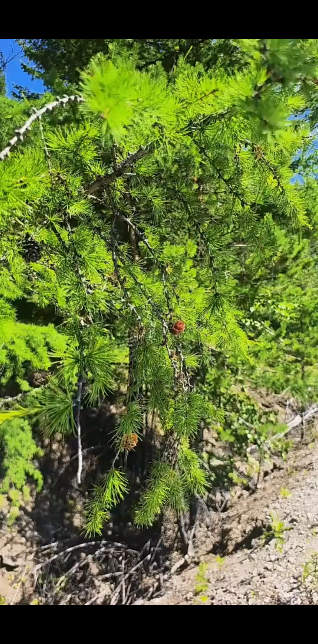 希望这样的风景，能治