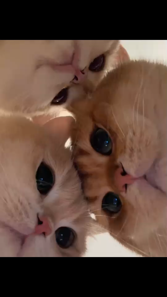 喵～