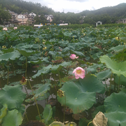 田甜Niki的头像