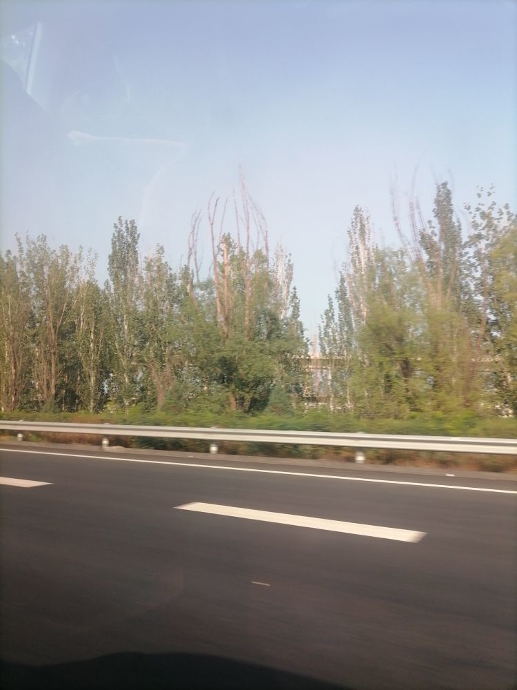 全是树林的星球的图片