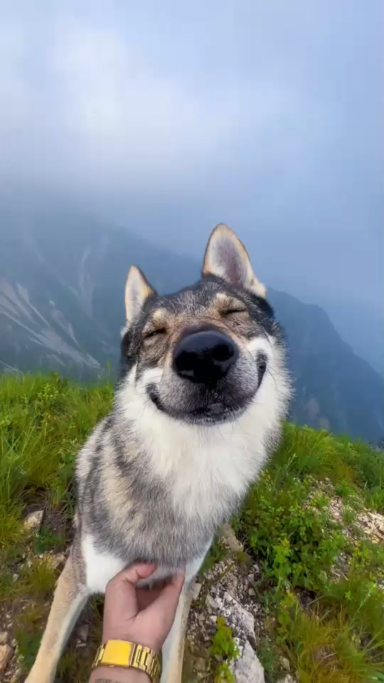 “我们狼这一生的意义