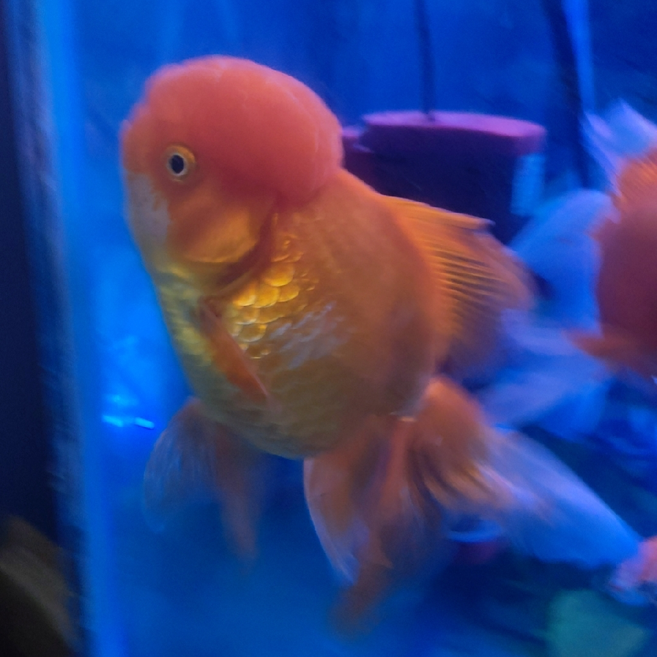 💞子夜💞海报