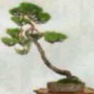 随风t43