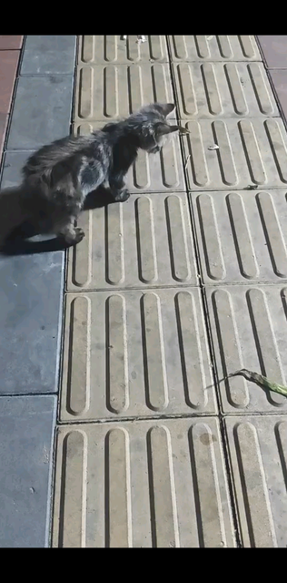 小家伙没有妈妈胃很坚