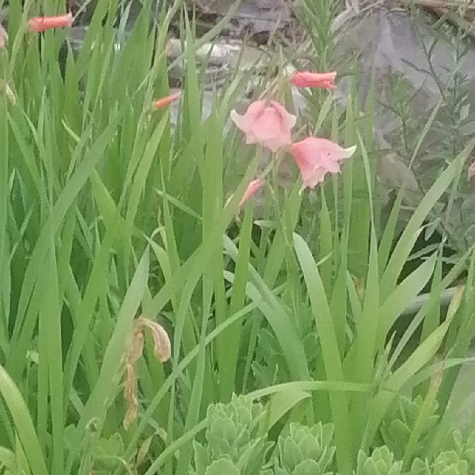 老刘姥姥海报