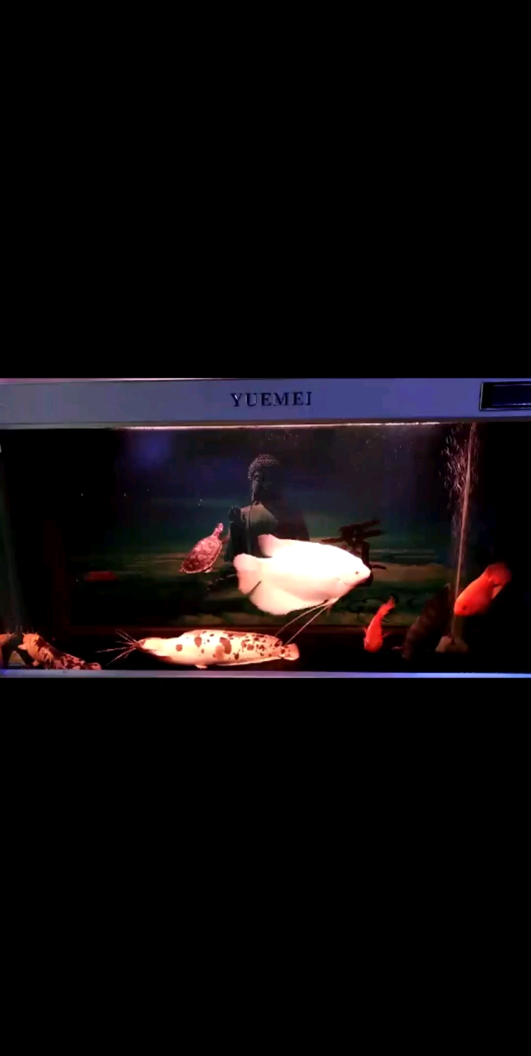 好看吗