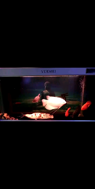 好看吗