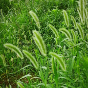 原上草🌱
