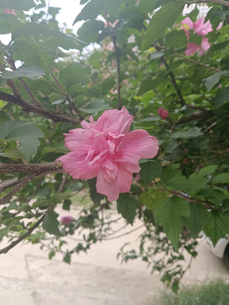 秋天不回来tv的图片