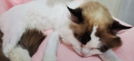 小白队长💧心里美☜主播照片