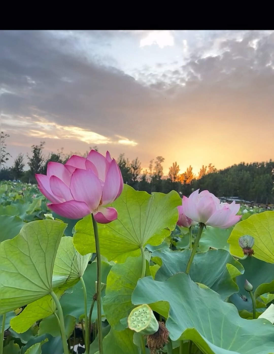 思佳💐求百元榜的主播照片