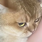 酌酒一笑的头像