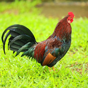 溜达鸡🐔小杰哥的头像