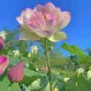 花花的世界0