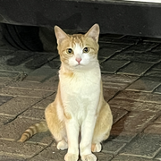猫猫哈咪咪