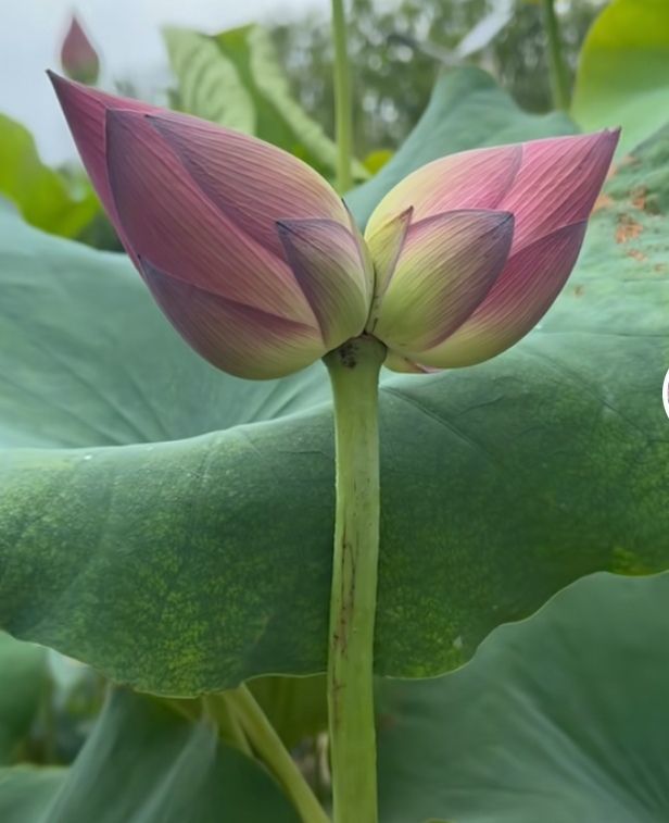 爱笑🌺幸福甜蜜蜜的图片