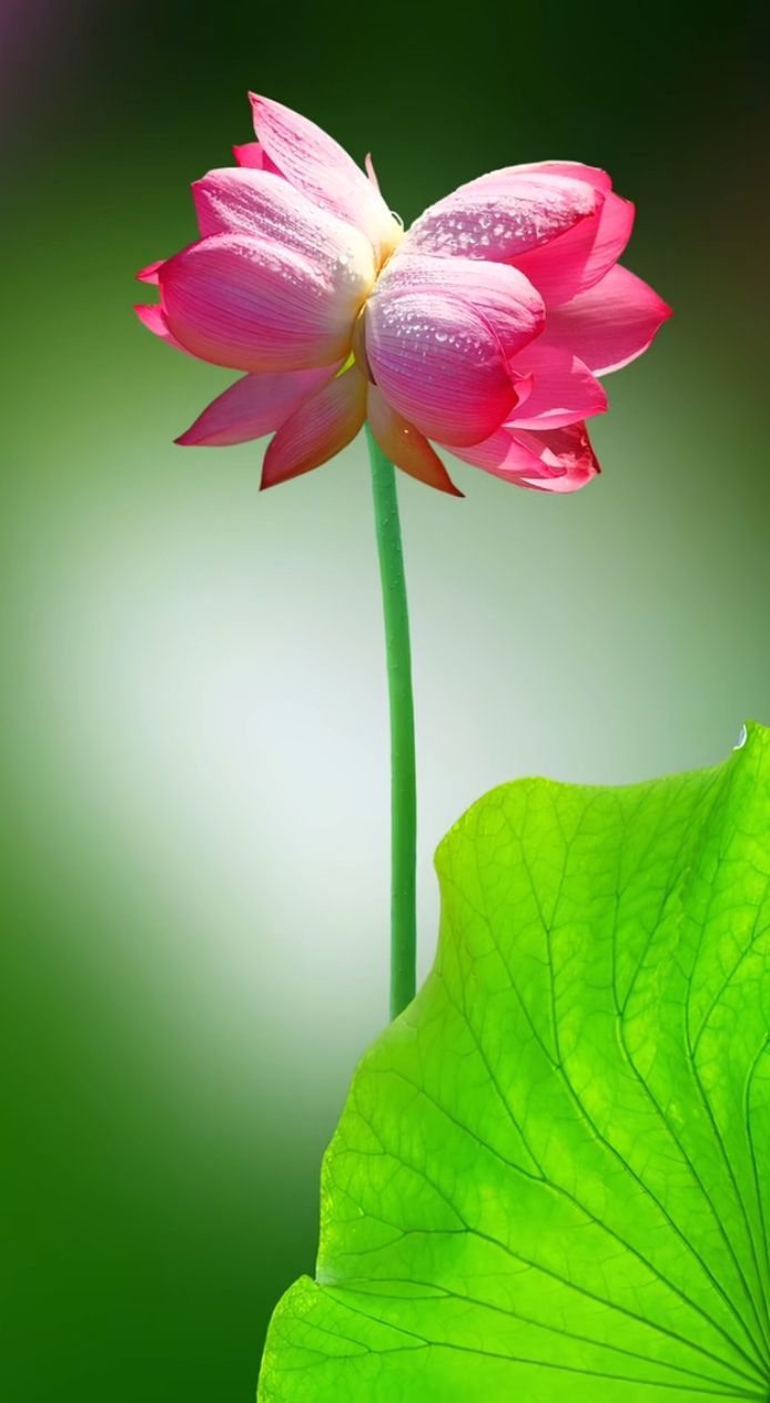 爱笑🌺幸福甜蜜蜜的图片