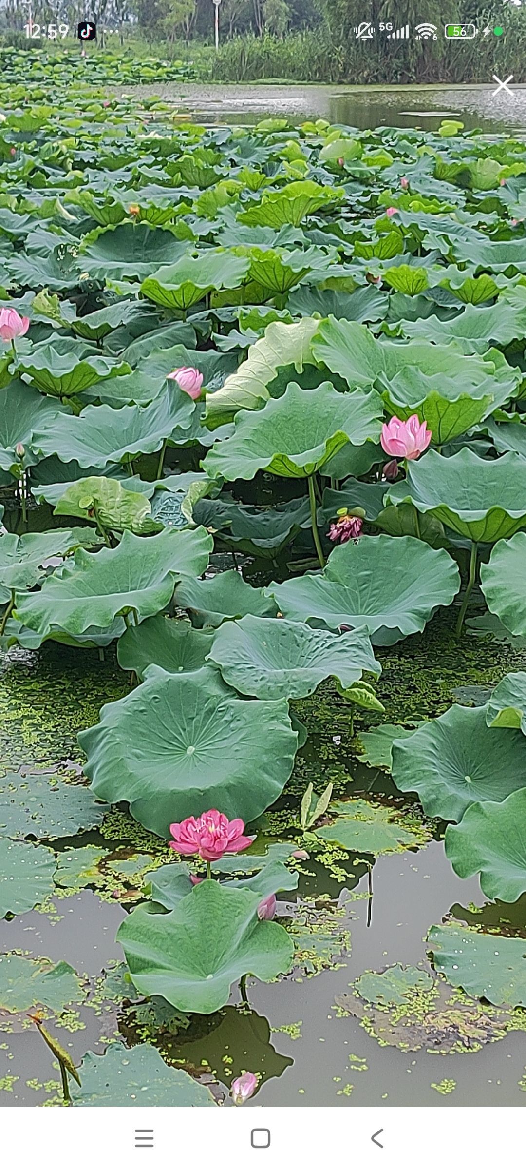 婷婷💕感恩有你陪伴主播图片