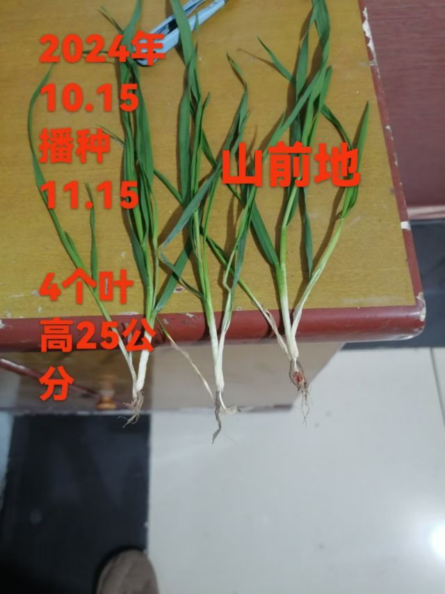 荣潍集团张总主播图片