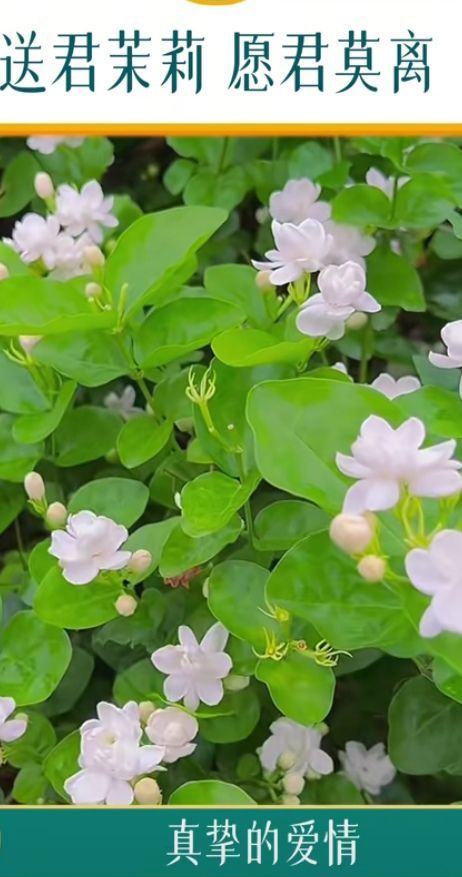 爱笑🌺幸福甜蜜蜜的图片