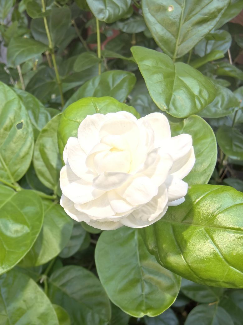 ☜花香染晨☞的图片