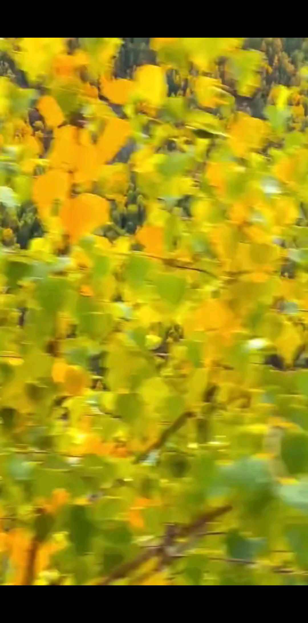 早安宝贝哥哥们/飘过