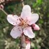 花開花落花歲