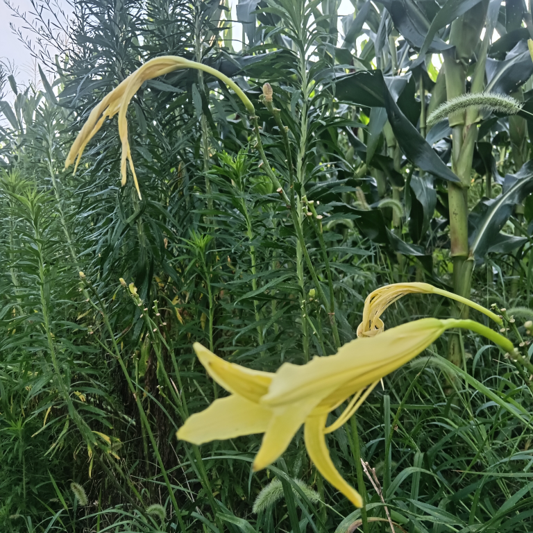 来是湖北海报