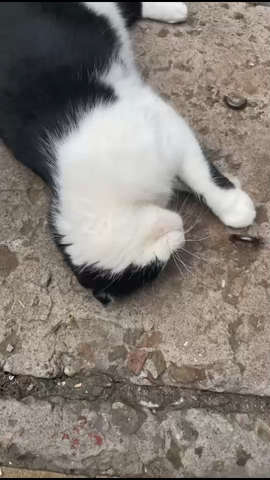 今天的头疼，需要猫猫