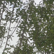 来自芝加哥的大黄蜂