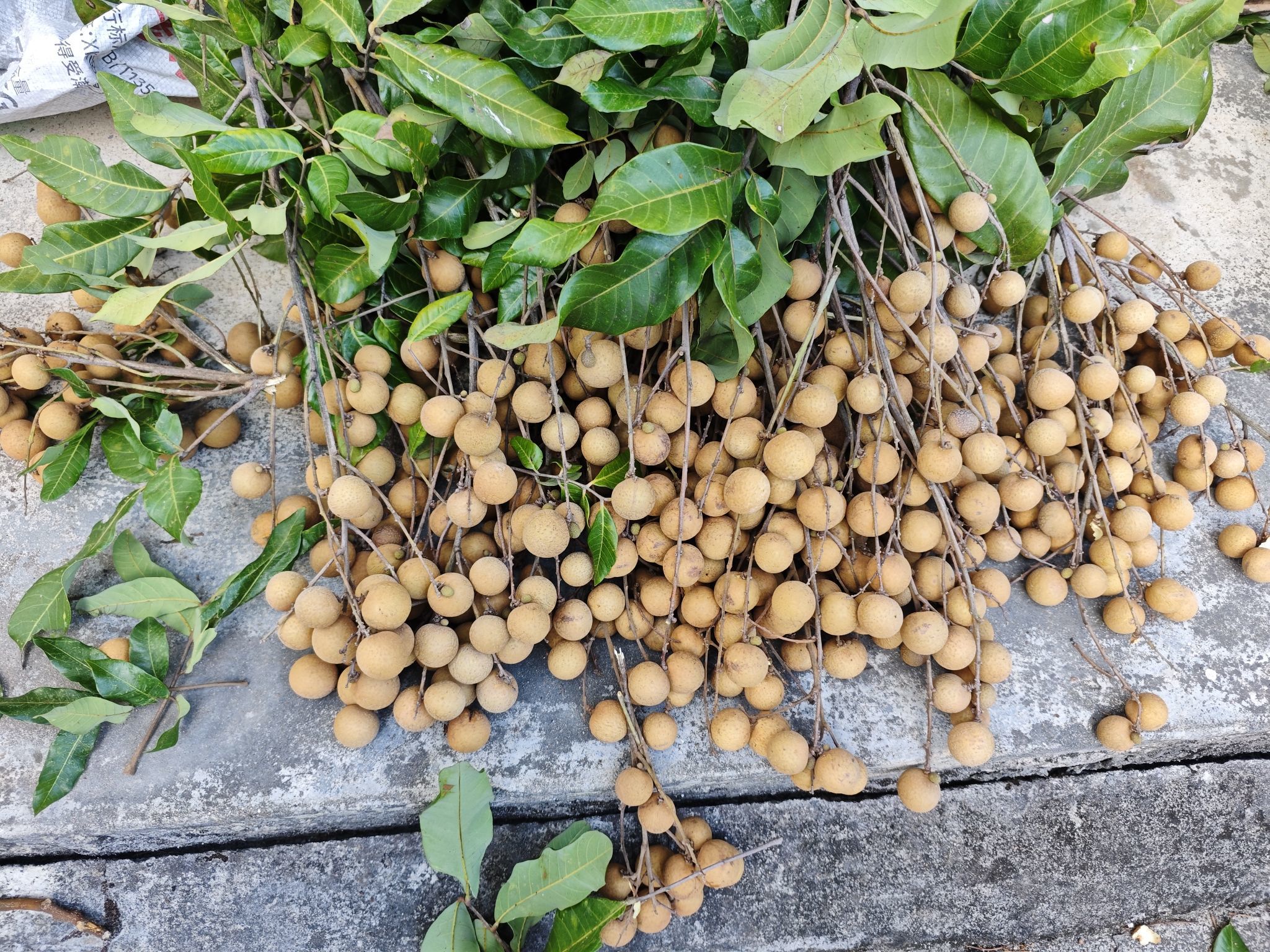 莲心唱歌给你听的图片