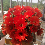 Hi～老头～的头像