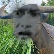 🐷魔王