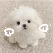 夏沫儿贺老大元始天尊