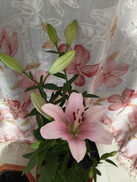 野百合饿晕了🌱🌱主播照片