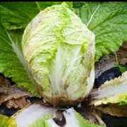 一堆烂白菜