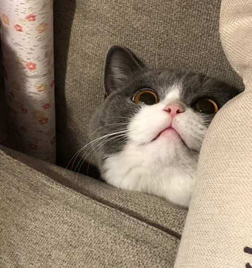 小月月🍡海报