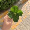 吾爱永恒4