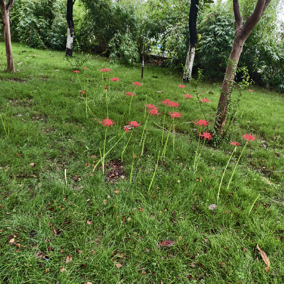 🍀依然是婷er🍀海报