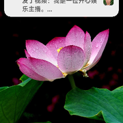 ❤️🌹随缘