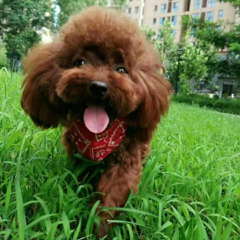 雪菜♫好运好运来主播图片