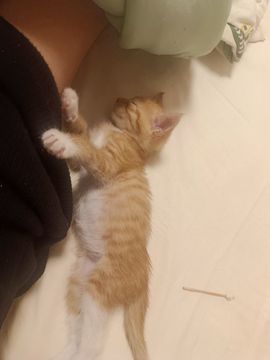 苗宝超级白主播照片