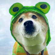高兴了吧海报