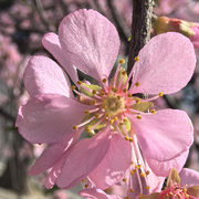 🌺醉卧红尘🍂