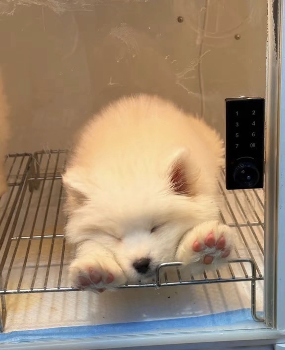 三七🐥主播图片