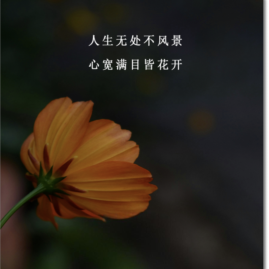 池塘里灬小鱼儿海报