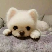 🦊微笑❤️