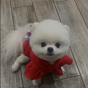 微微阿vva“