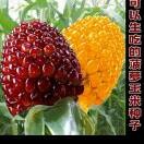 ZHENGYOl